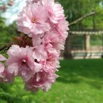 Rose´s Garden
